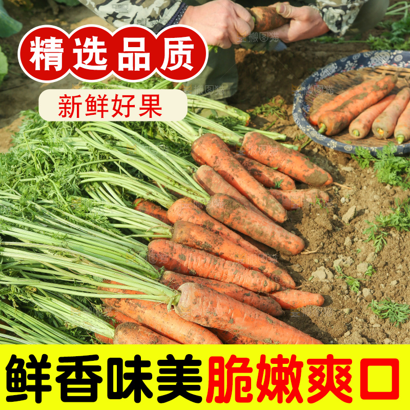 地里的现挖胡萝卜