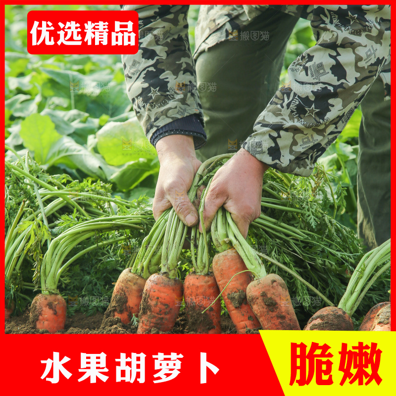 地里的现挖胡萝卜