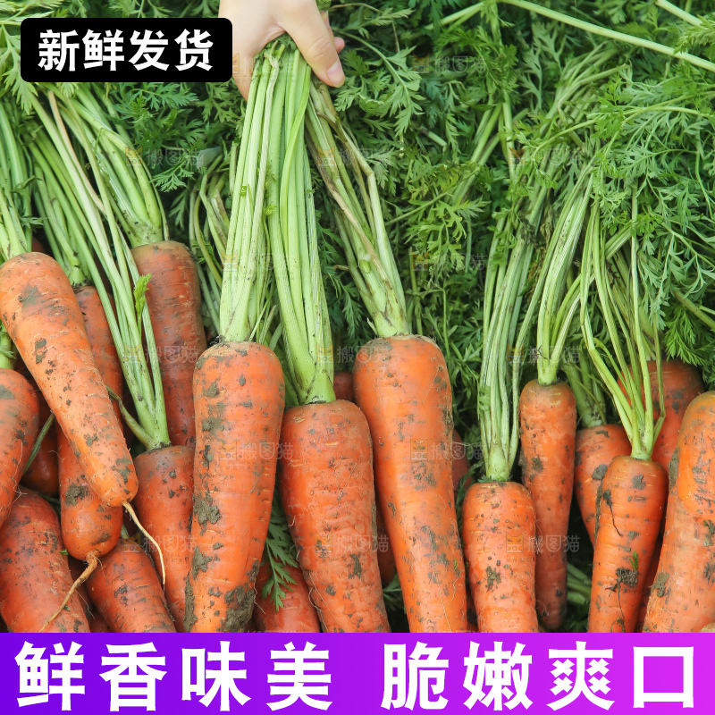 地里的现挖胡萝卜