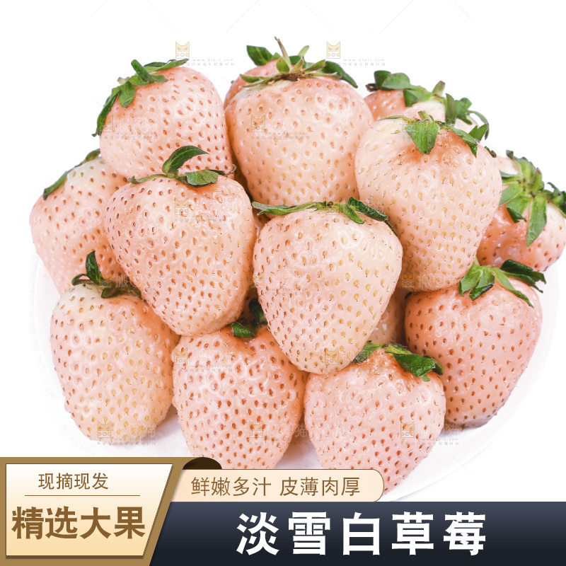 淡雪草莓主图