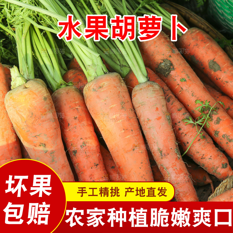 地里的现挖胡萝卜