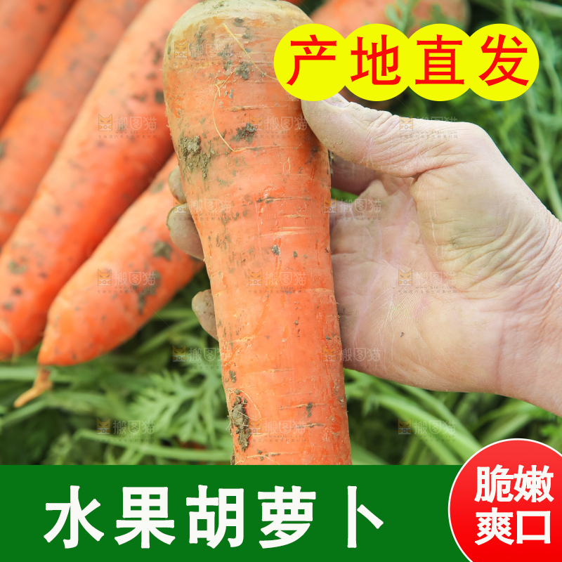 地里的现挖胡萝卜
