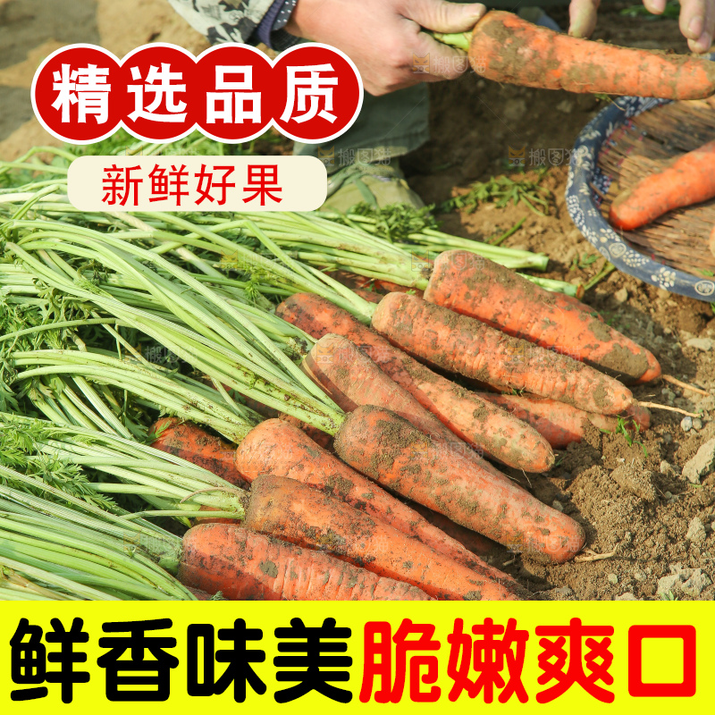 地里的现挖胡萝卜