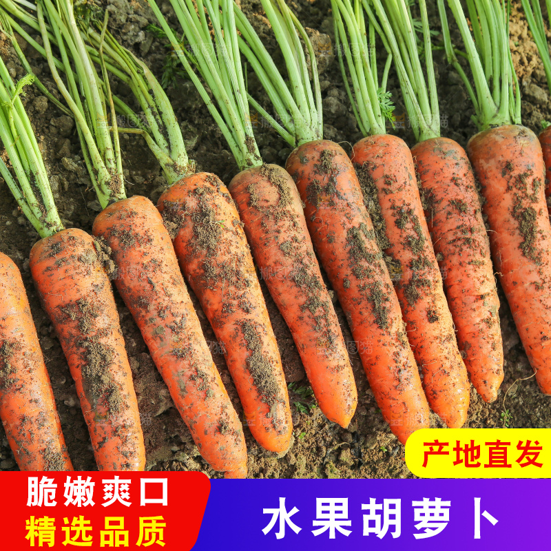 地里的现挖胡萝卜