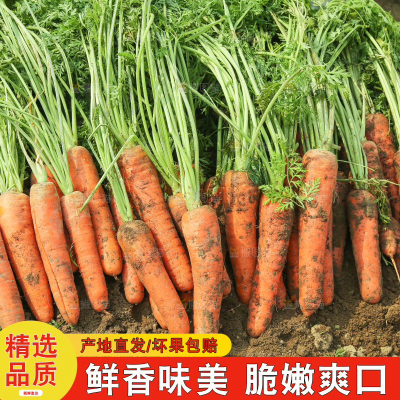 地里的现挖胡萝卜