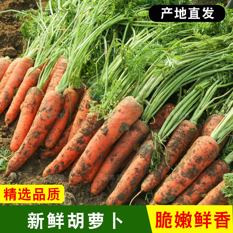 地里的现挖胡萝卜