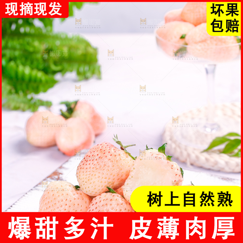 浅底上的淡雪草莓