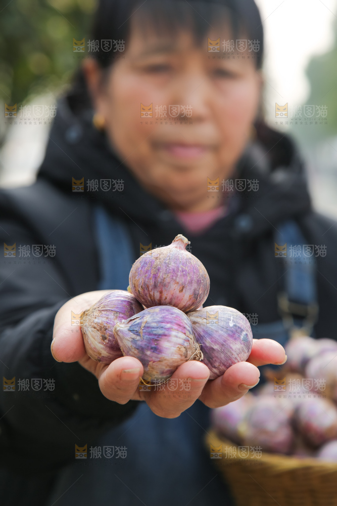 手里拿着紫皮独头蒜