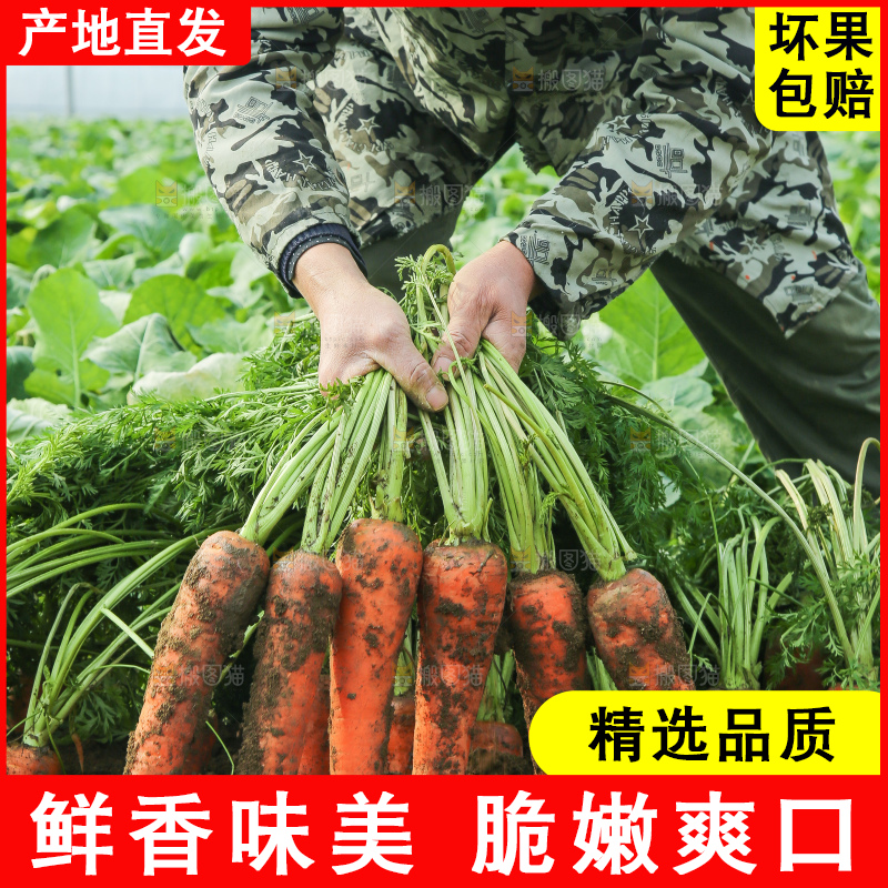 地里的现挖胡萝卜