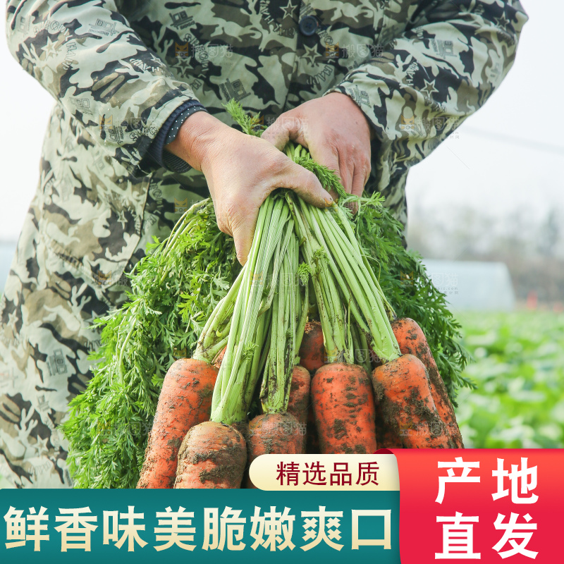 地里的现挖胡萝卜