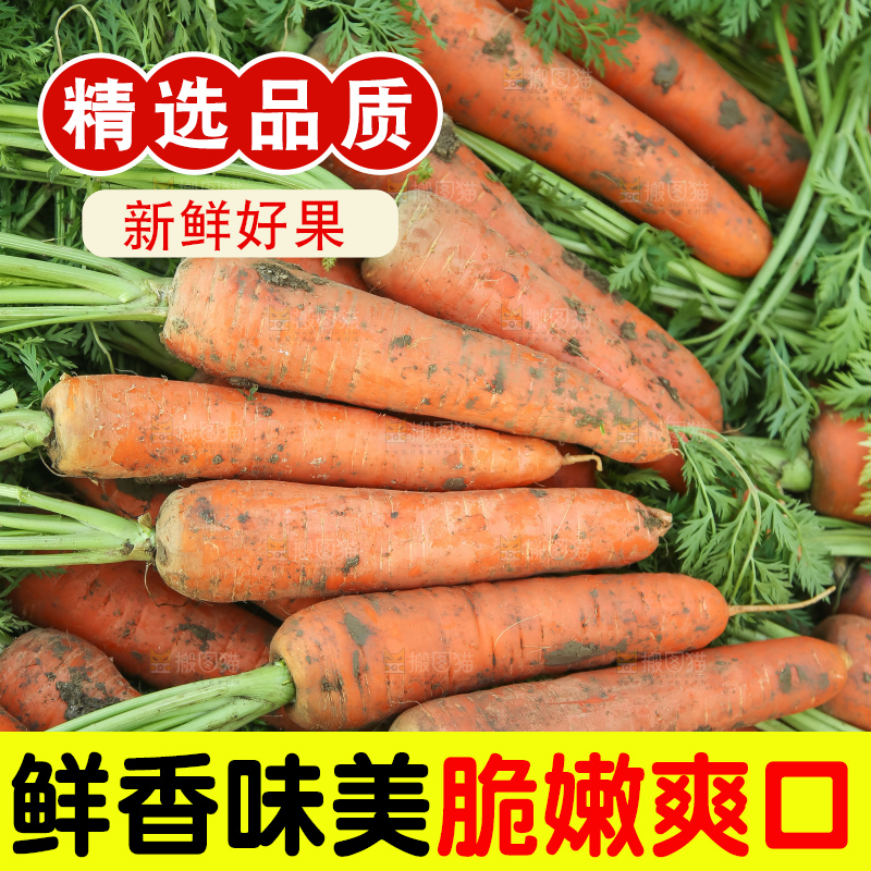 地里的现挖胡萝卜