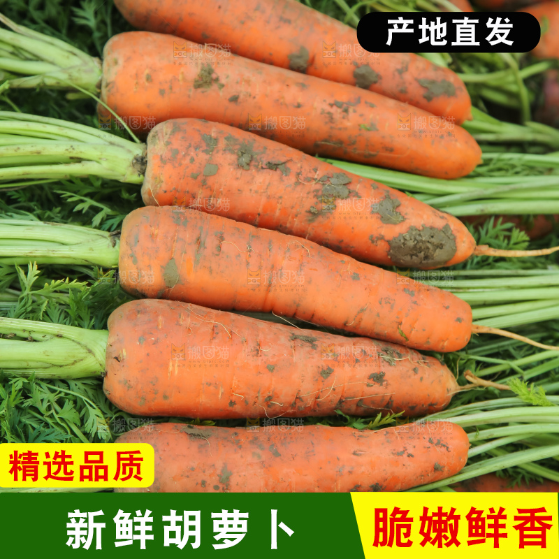 地里的现挖胡萝卜