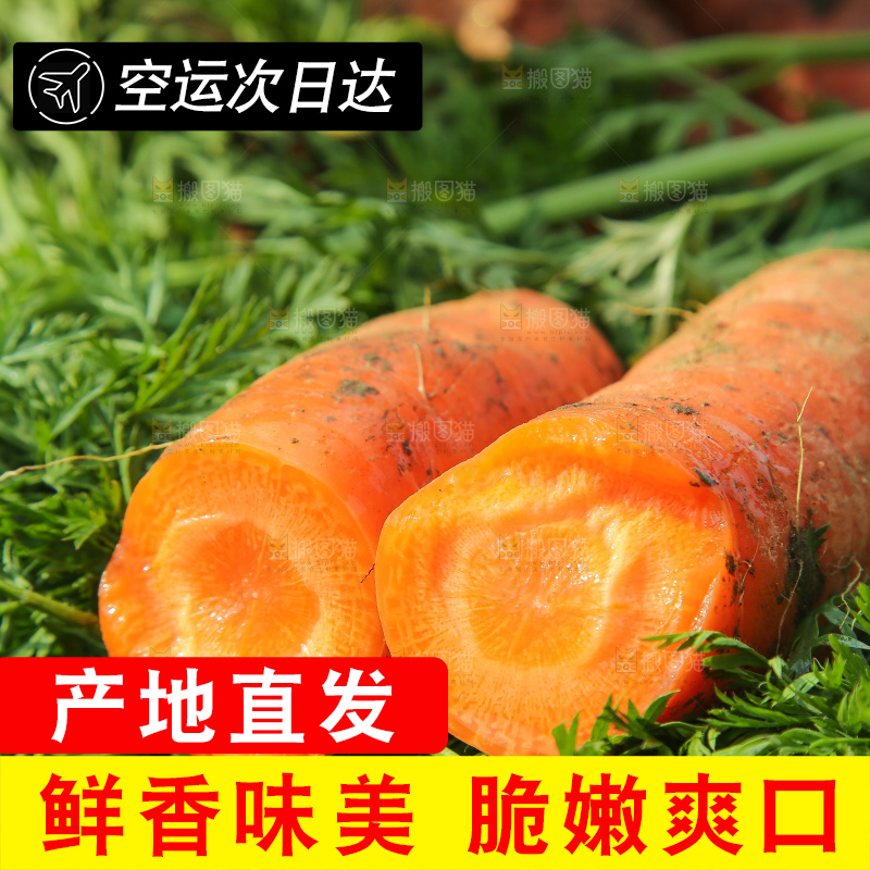 地里的现挖胡萝卜