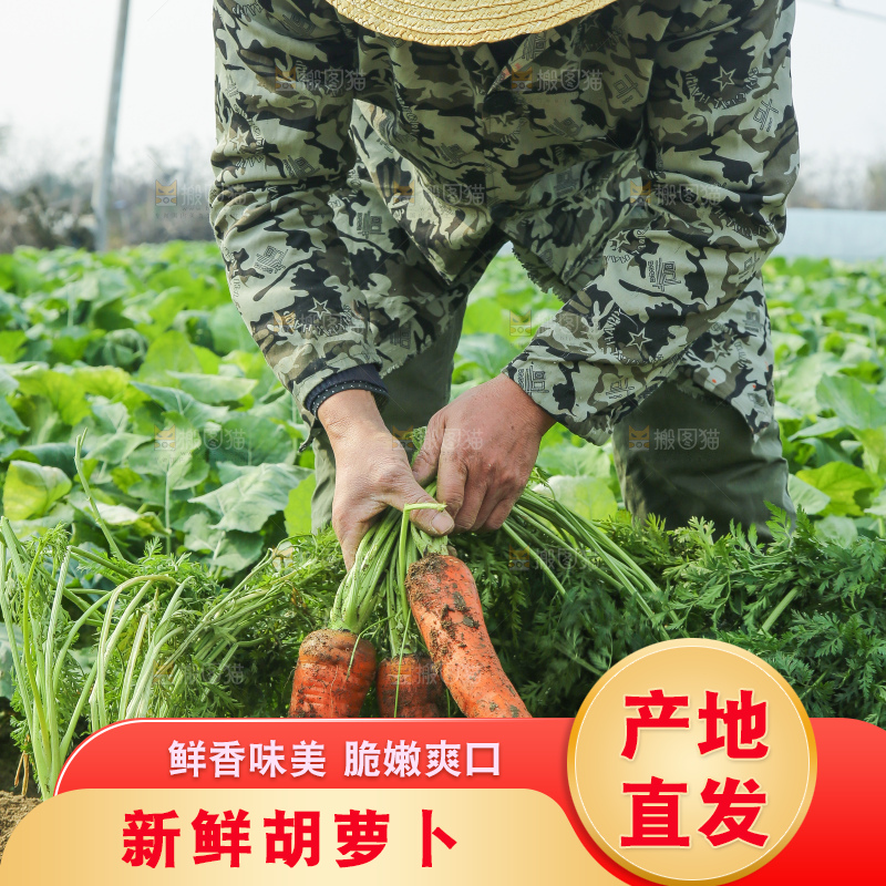 地里的现挖胡萝卜