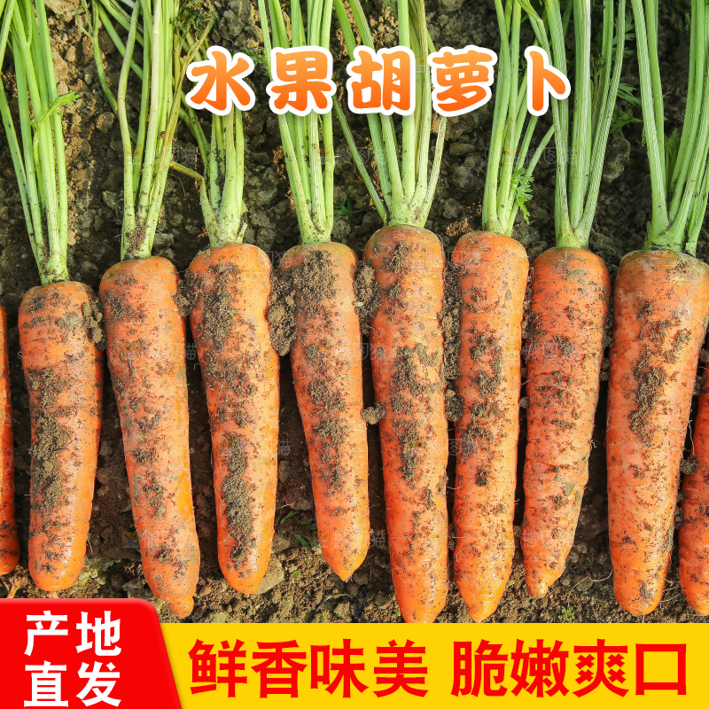 地里的现挖胡萝卜