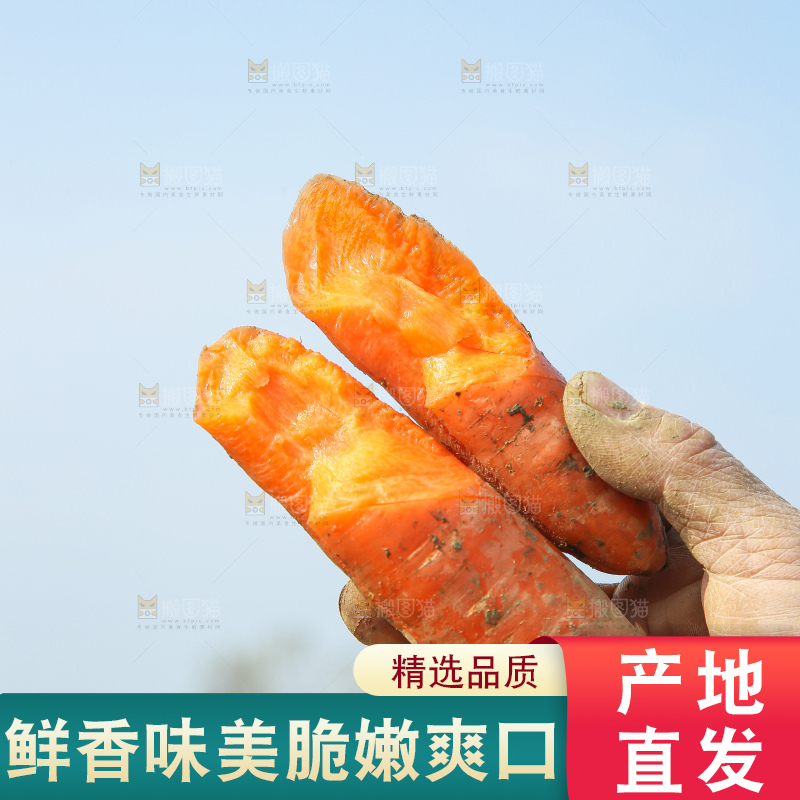 地里的现挖胡萝卜