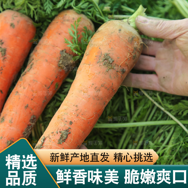 地里的现挖胡萝卜
