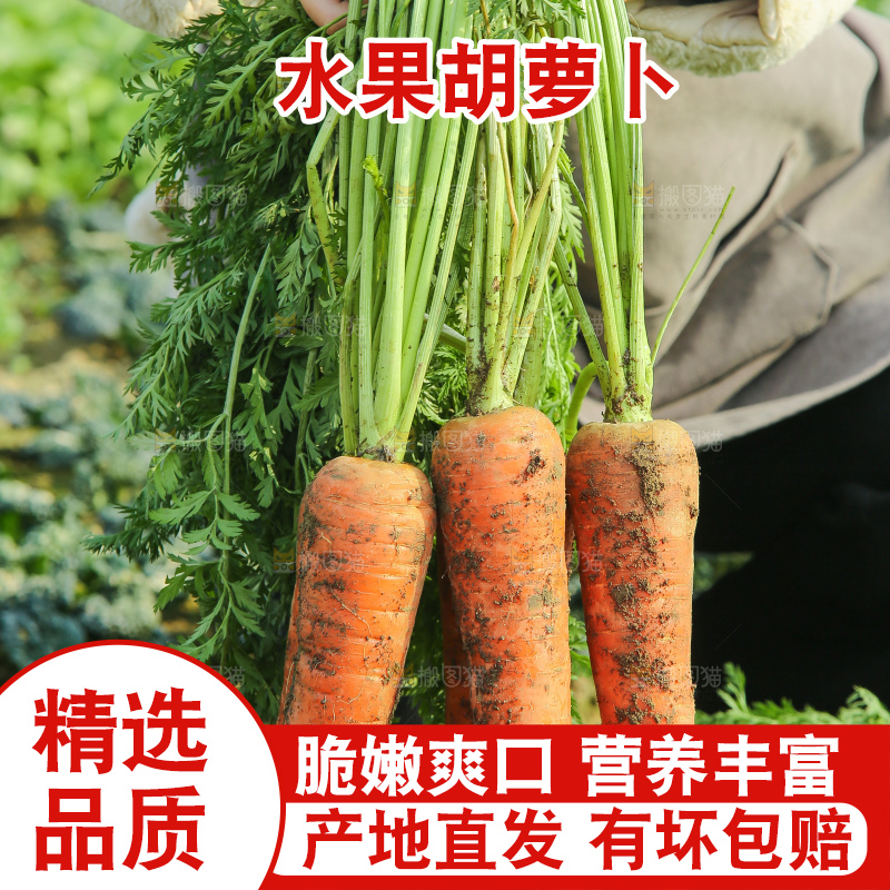 地里的现挖胡萝卜