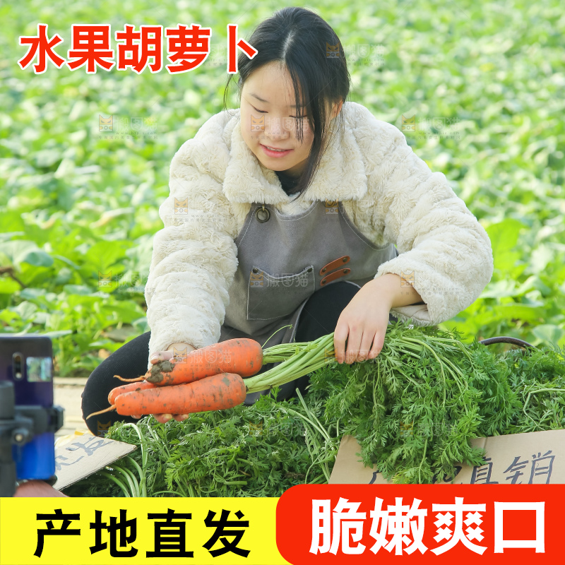 地里的现挖胡萝卜