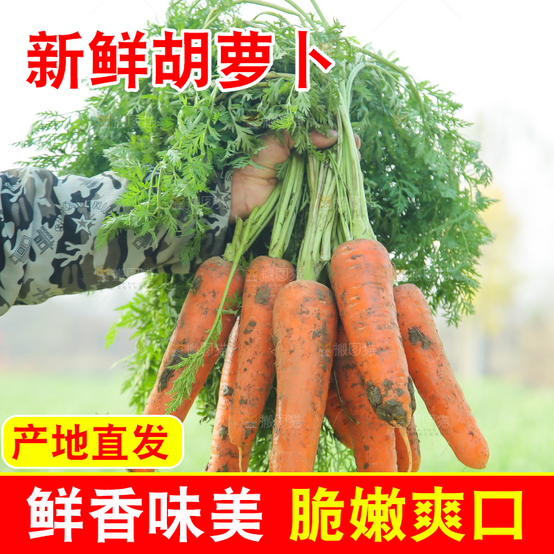 手里拿着胡萝卜