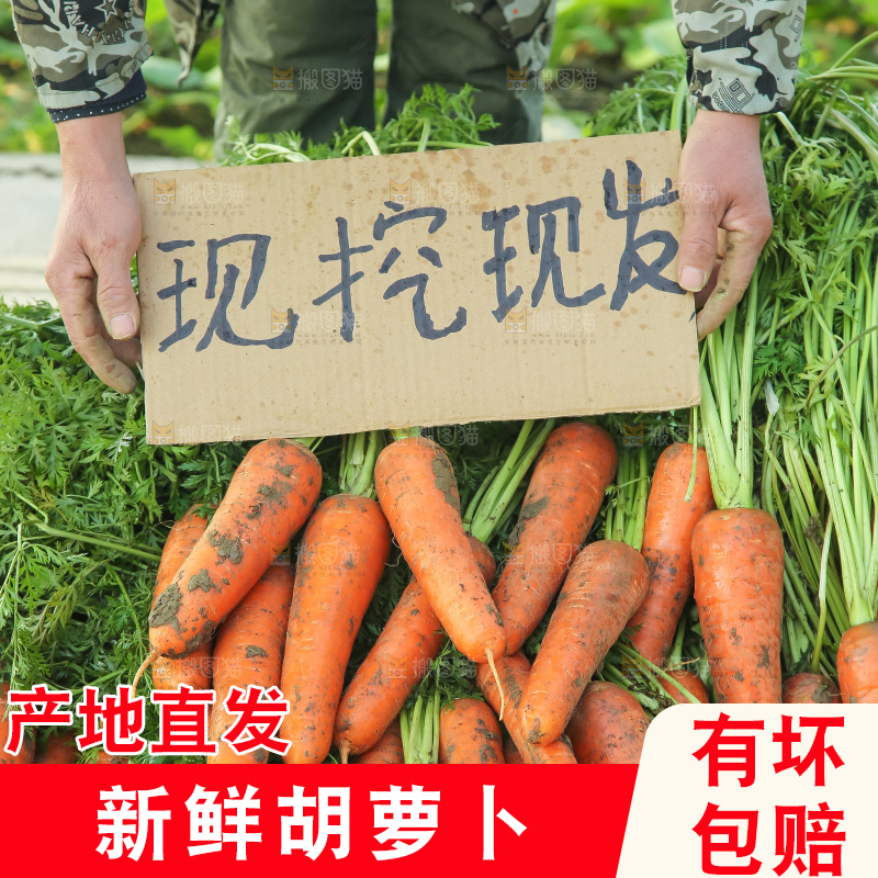 地里的现挖胡萝卜