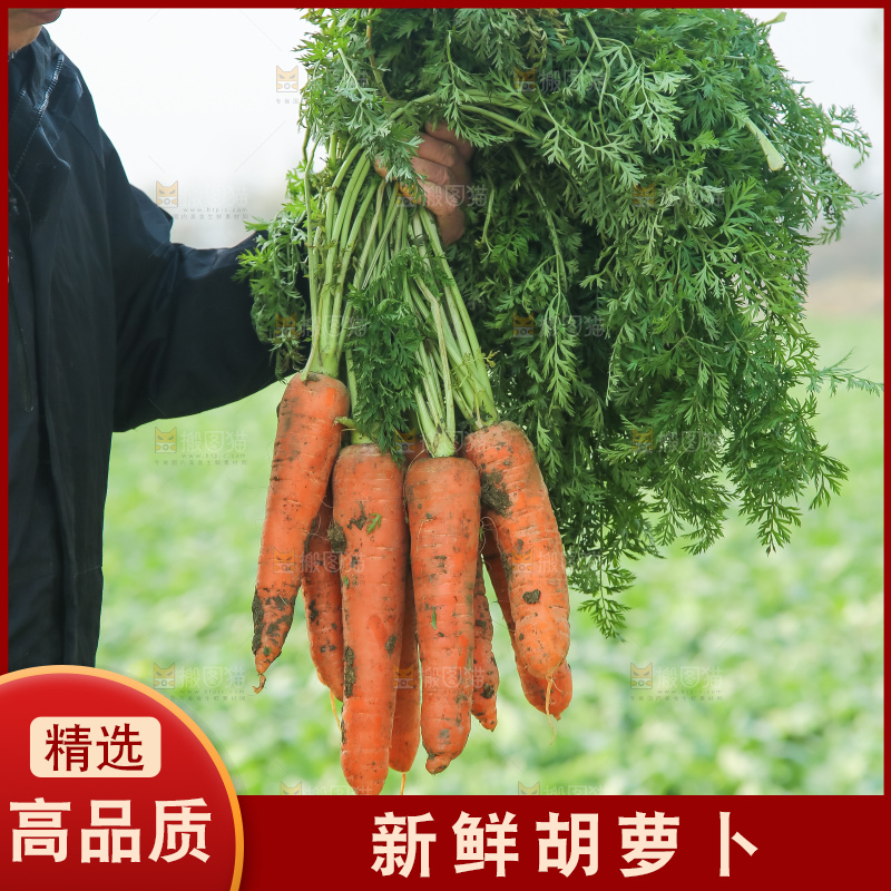手里拿着胡萝卜