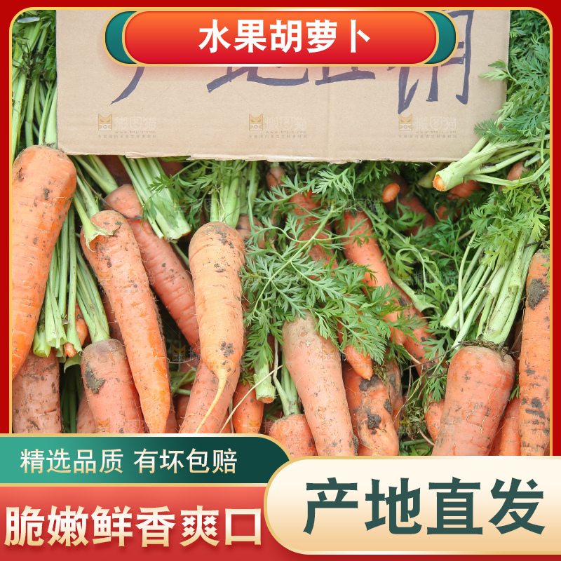 地里的现挖胡萝卜