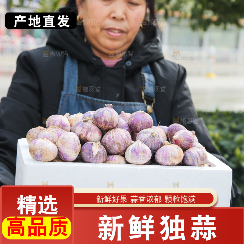 手里拿着紫皮独头蒜