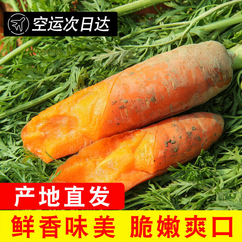 地里的现挖胡萝卜