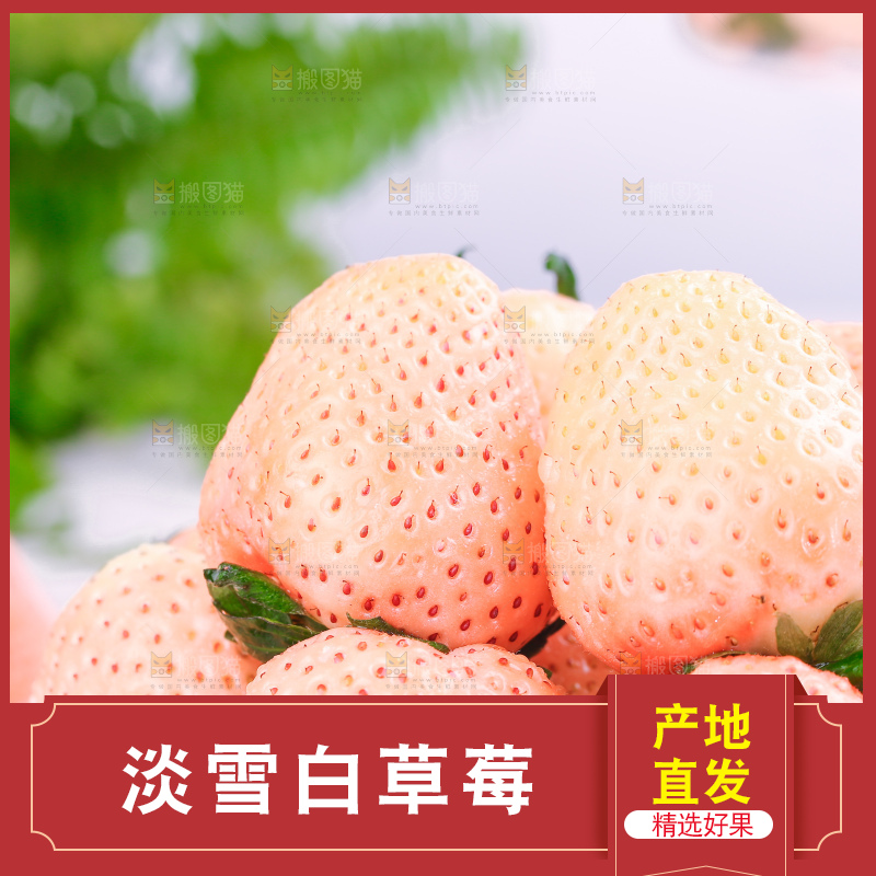 浅底上的淡雪草莓