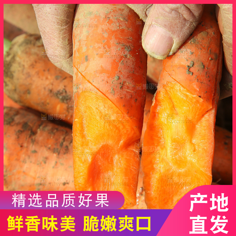 地里的现挖胡萝卜