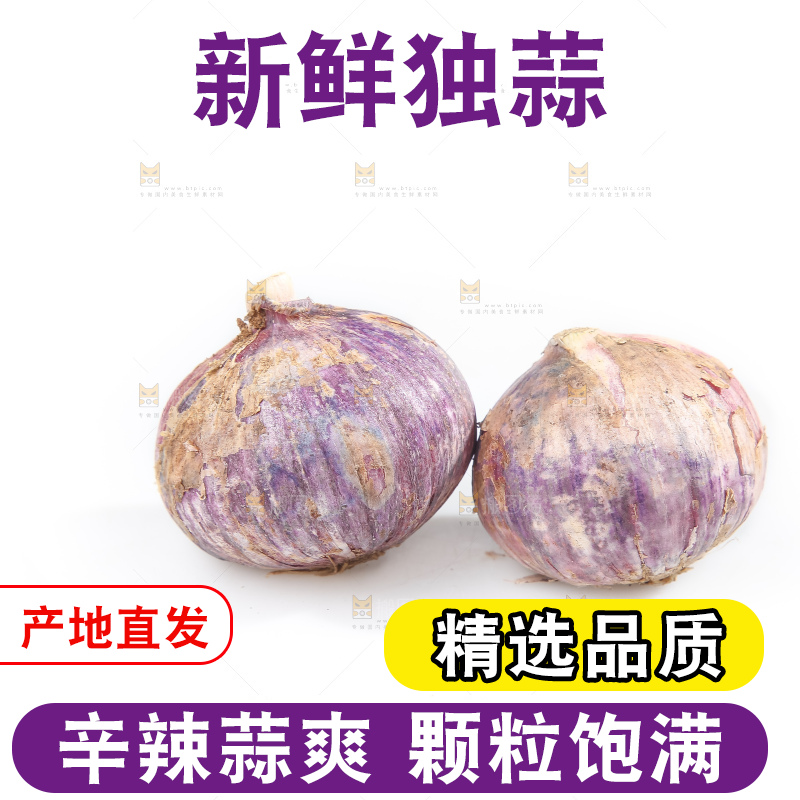 白底上的紫皮独头蒜