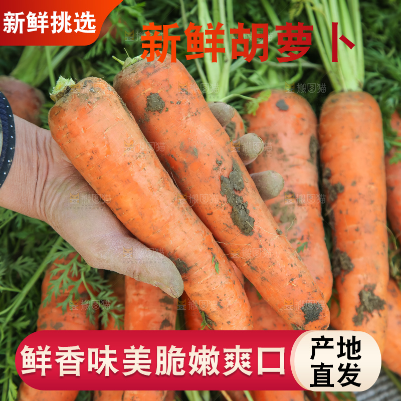 地里的现挖胡萝卜