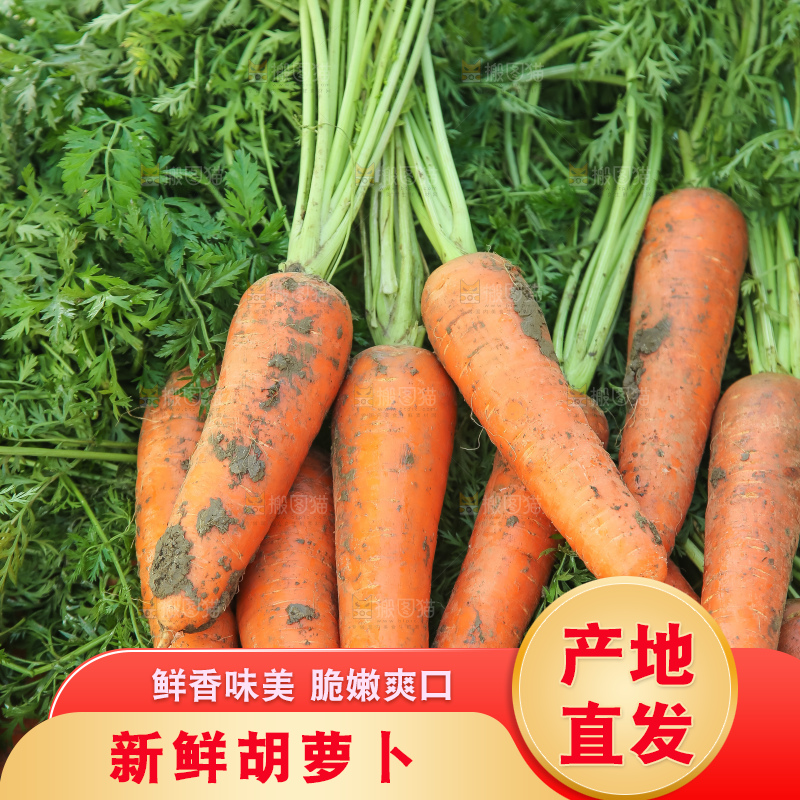 地里的现挖胡萝卜