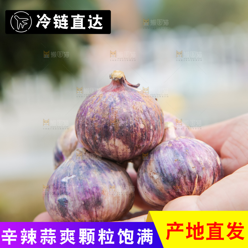 手里拿着紫皮独头蒜