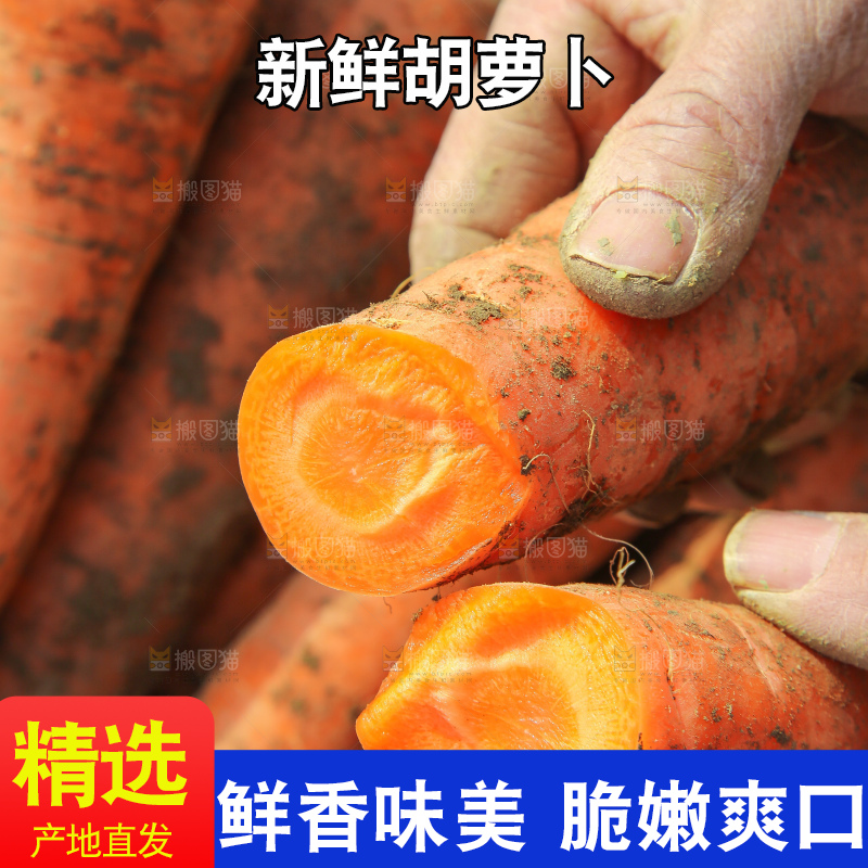 地里的现挖胡萝卜