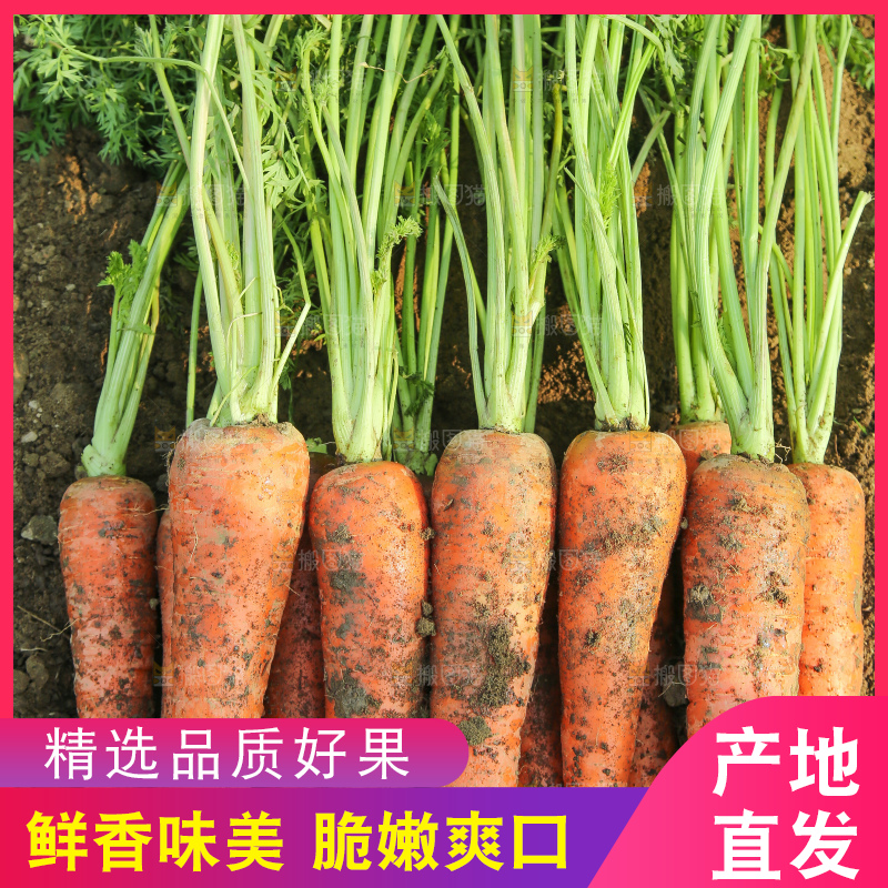 地里的现挖胡萝卜
