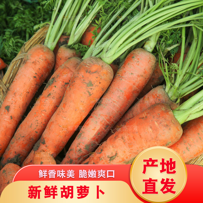 地里的现挖胡萝卜