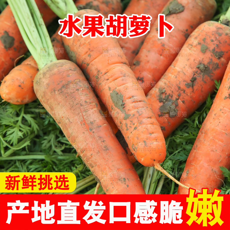 地里的现挖胡萝卜