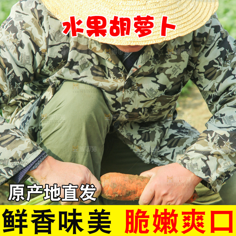 地里的现挖胡萝卜