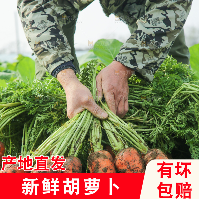 地里的现挖胡萝卜