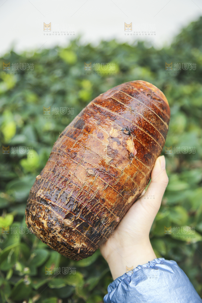 手里拿着荔浦芋头