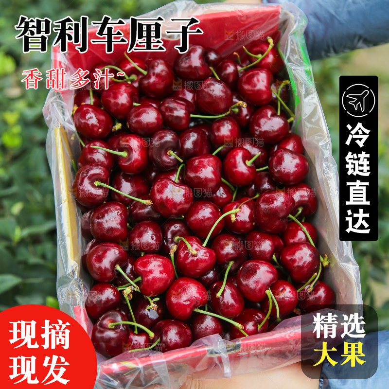 手里拿着智利车厘子