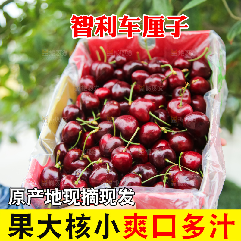 手里拿着智利车厘子