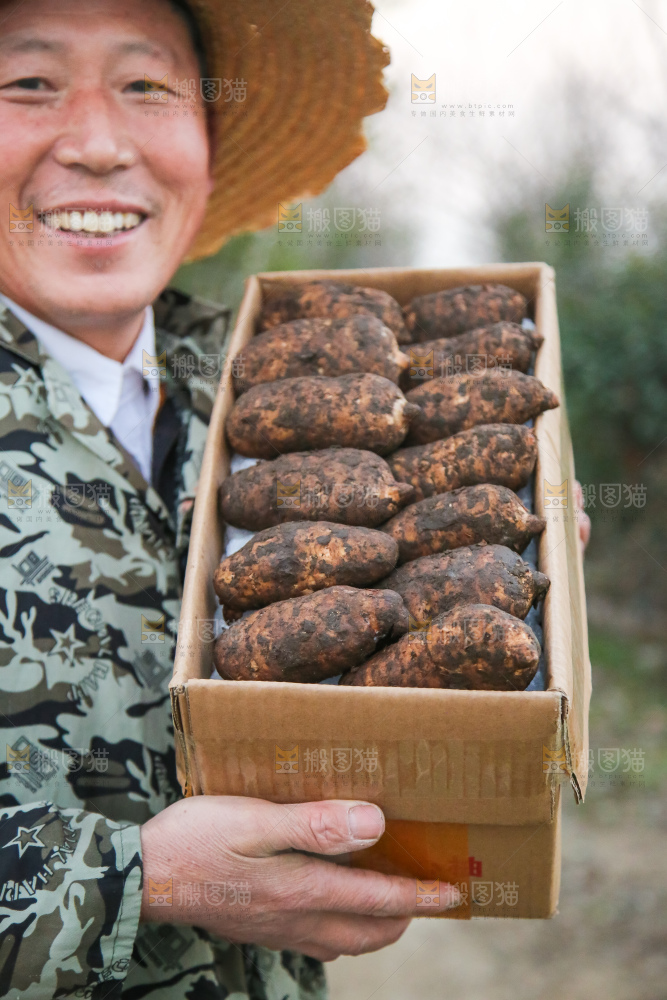 手里拿着新鲜天麻