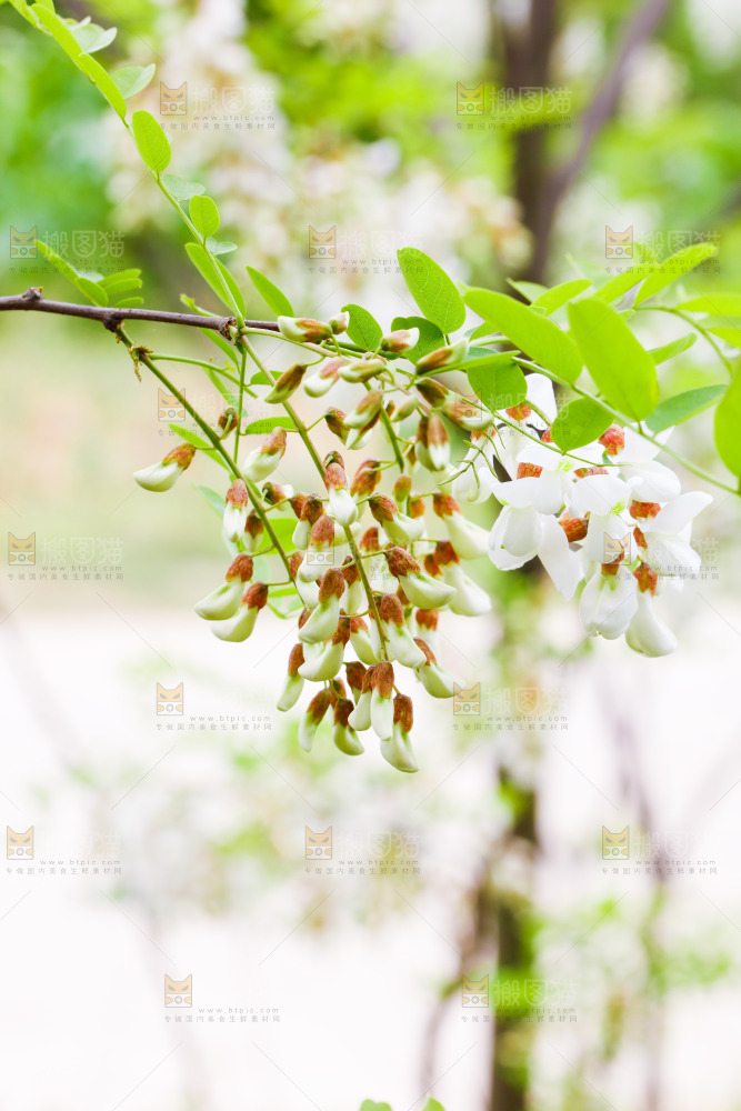 树上的新鲜槐花