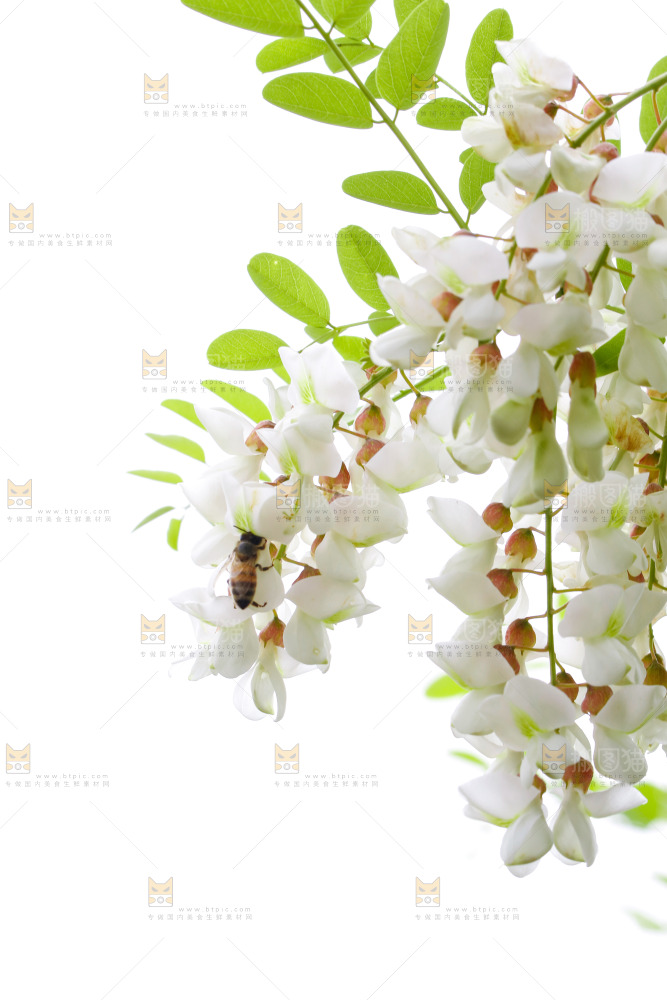 树上的新鲜槐花