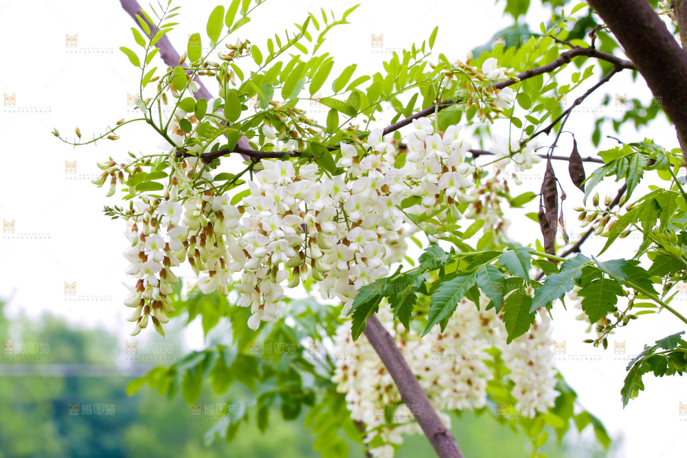 树上的新鲜槐花