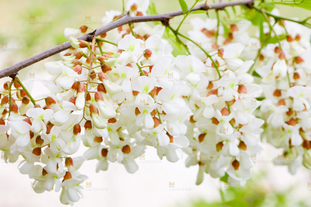 树上的新鲜槐花