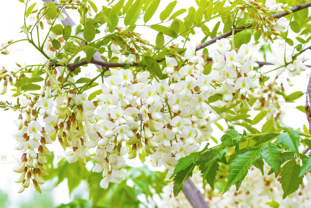 树上的新鲜槐花